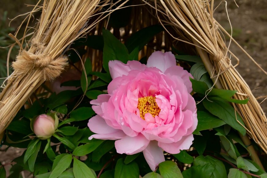 c11ygyg/shutterstock.com