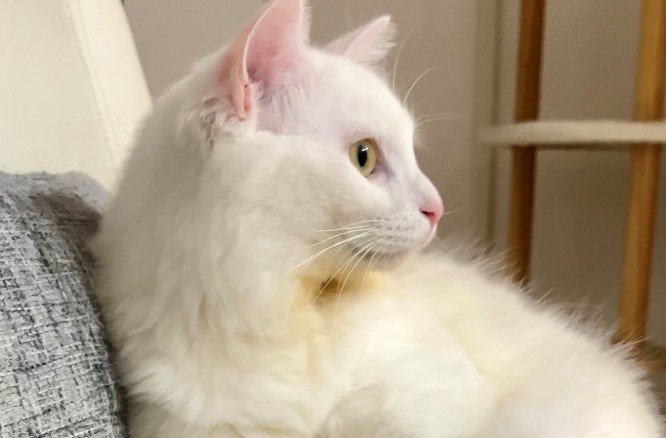 出所：@meltube_cat