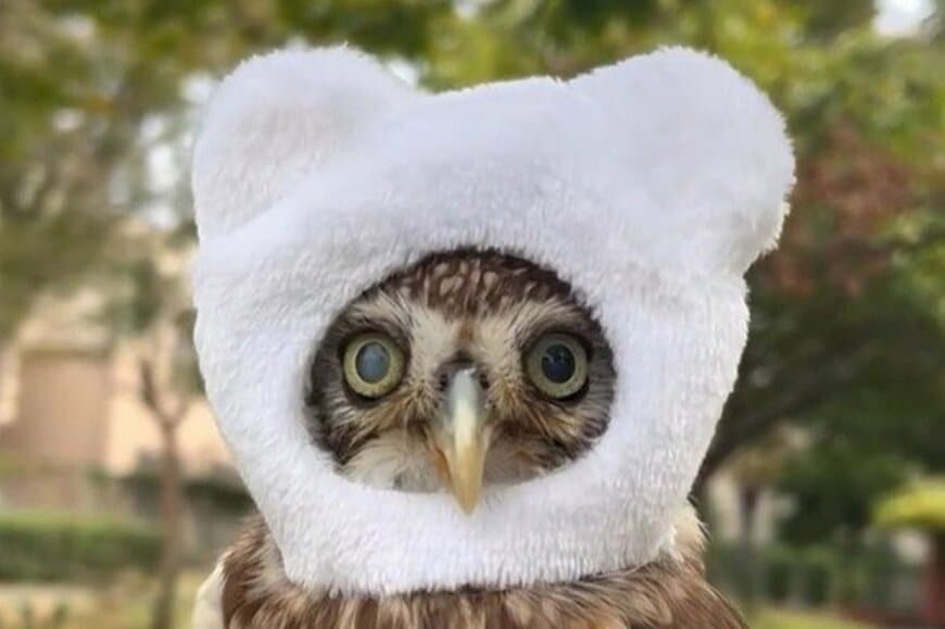 「自転車のカゴ」に止まるフクロウに違和感→かわいすぎる被り物姿が話題に