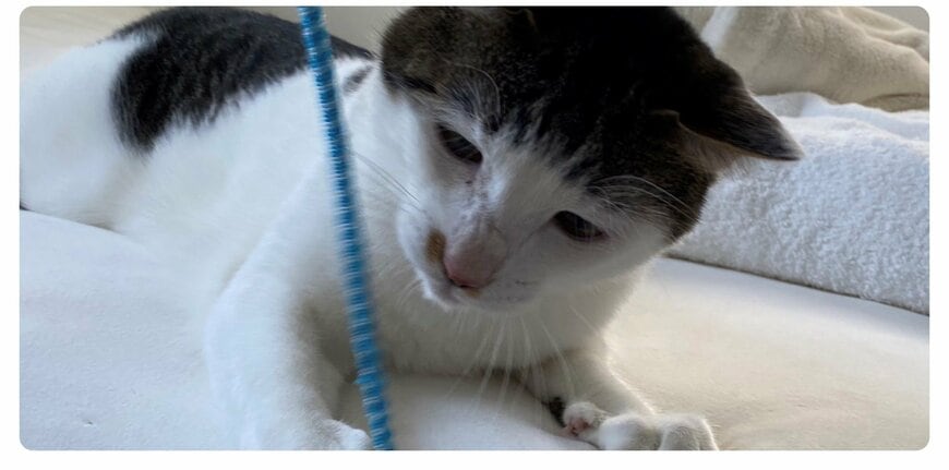 出所：@Saeroyi_cat