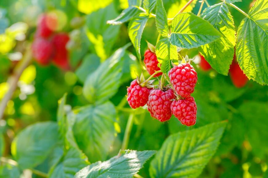 nnattalli/shutterstock.com