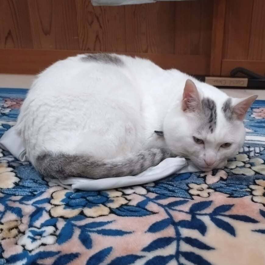 飼い主が「シャツ」を脱いで置いていたら…激しく匂いを嗅ぐ猫に笑っちゃう！「愛に溢れてる」の声