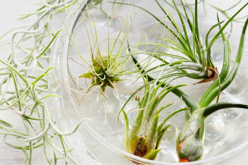 patchii/Shutterstock.com