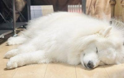 【おねんね中のサモエド犬】気持ちよさそうに寝ている姿に癒される人続出