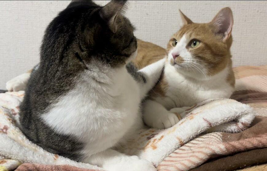 出所：@Neko2Obasan