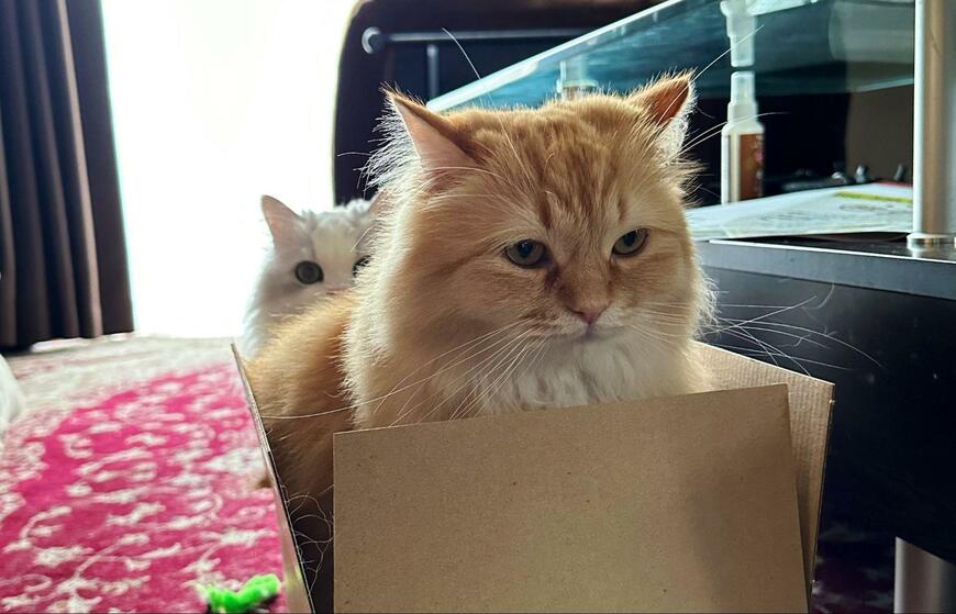 出所：@NEKOLAND13