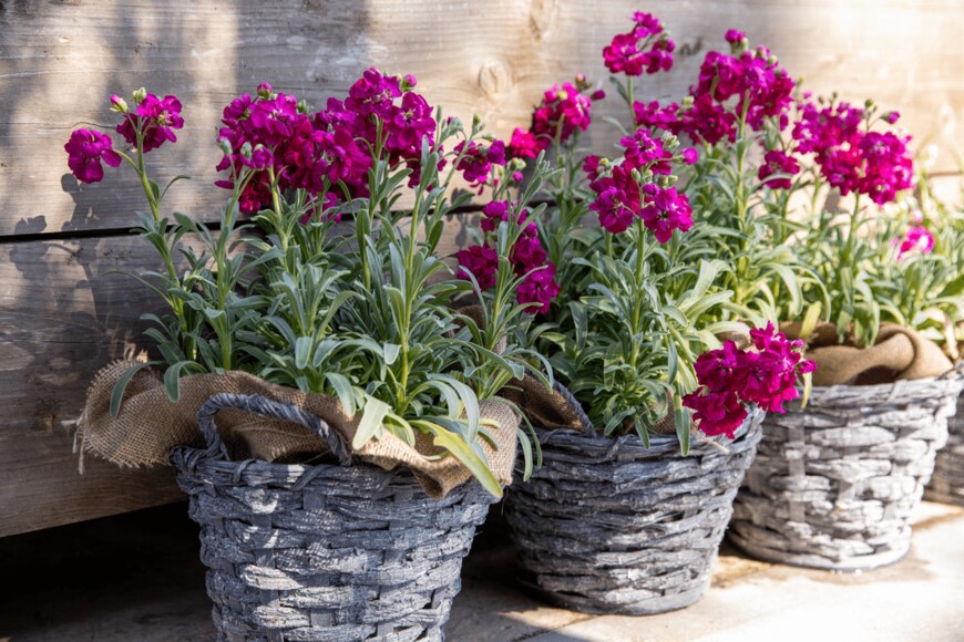 Victoria Kurylo/shutterstock.com