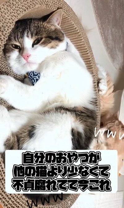 【完全にふて寝】理由は「おやつが少ないから」？！拗ねちゃった猫さんが大人気　