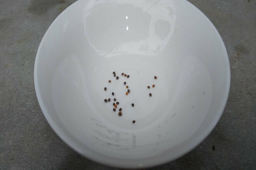                                                    ルッコラの種、直径は1ミリほど