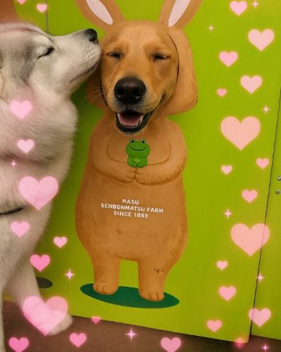 【うっとりした表情に注目】顔出しパネルでイチャイチャする2匹のワンちゃんが可愛いと話題に