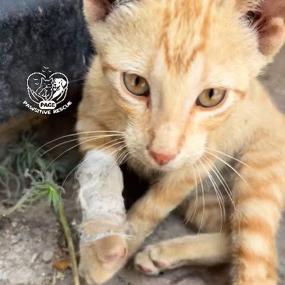 足を骨折した状態で置き去りにされていた猫を保護 ひどい腫れが引くのを待ってから適切な処置を実施し、順調に回復