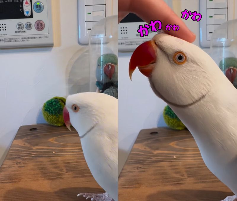 出所：@zundamame_cockatiel