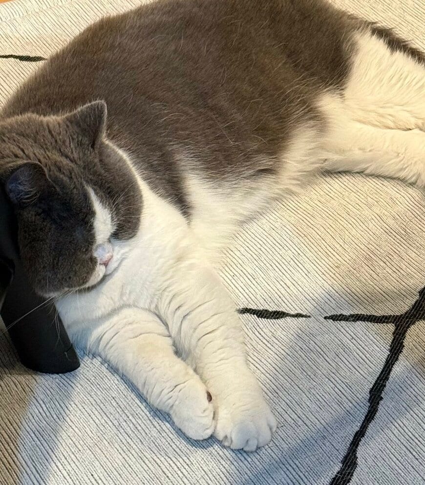 出所：@mog_cororincho