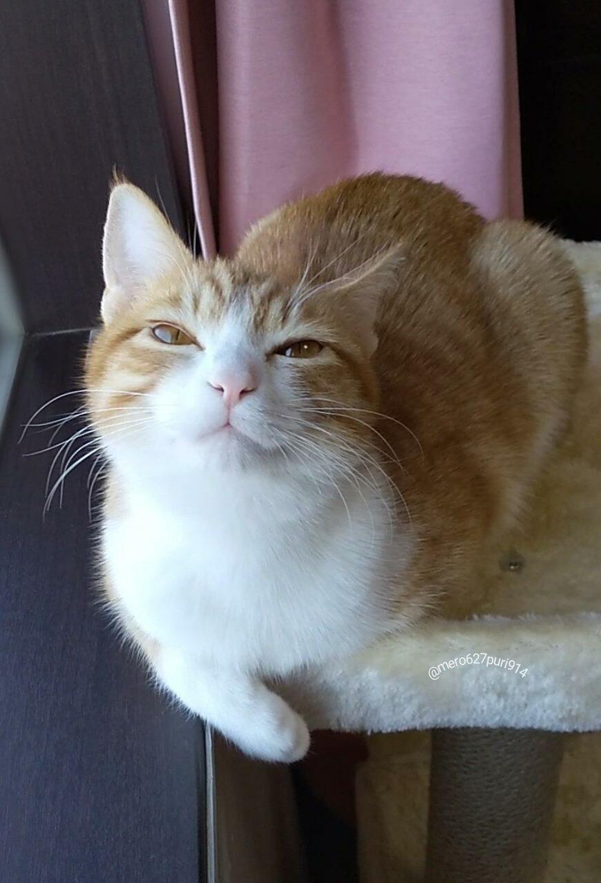 出所：@mero627puri914