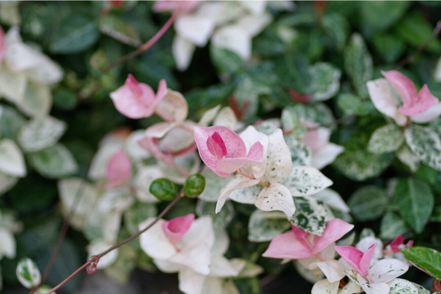 Honki Kumanyan/shutterstock.com