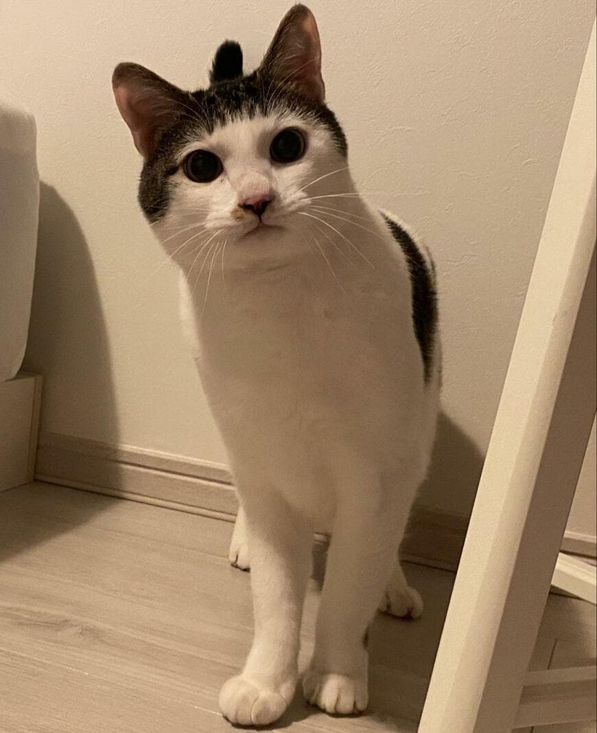 出所：@Saeroyi_cat