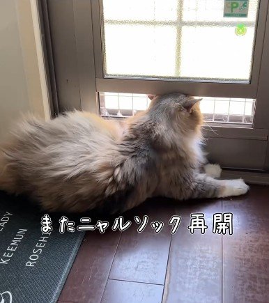 出所：＠cat.kinakomochi