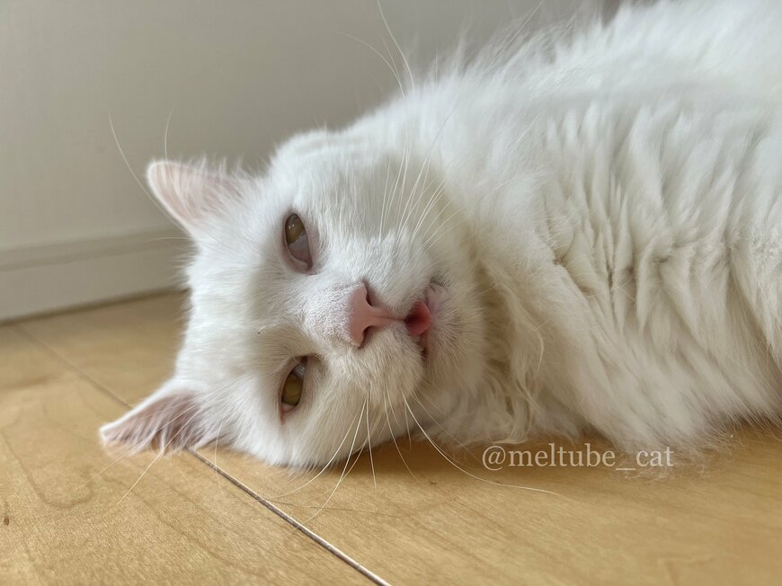 出所：@meltube_cat