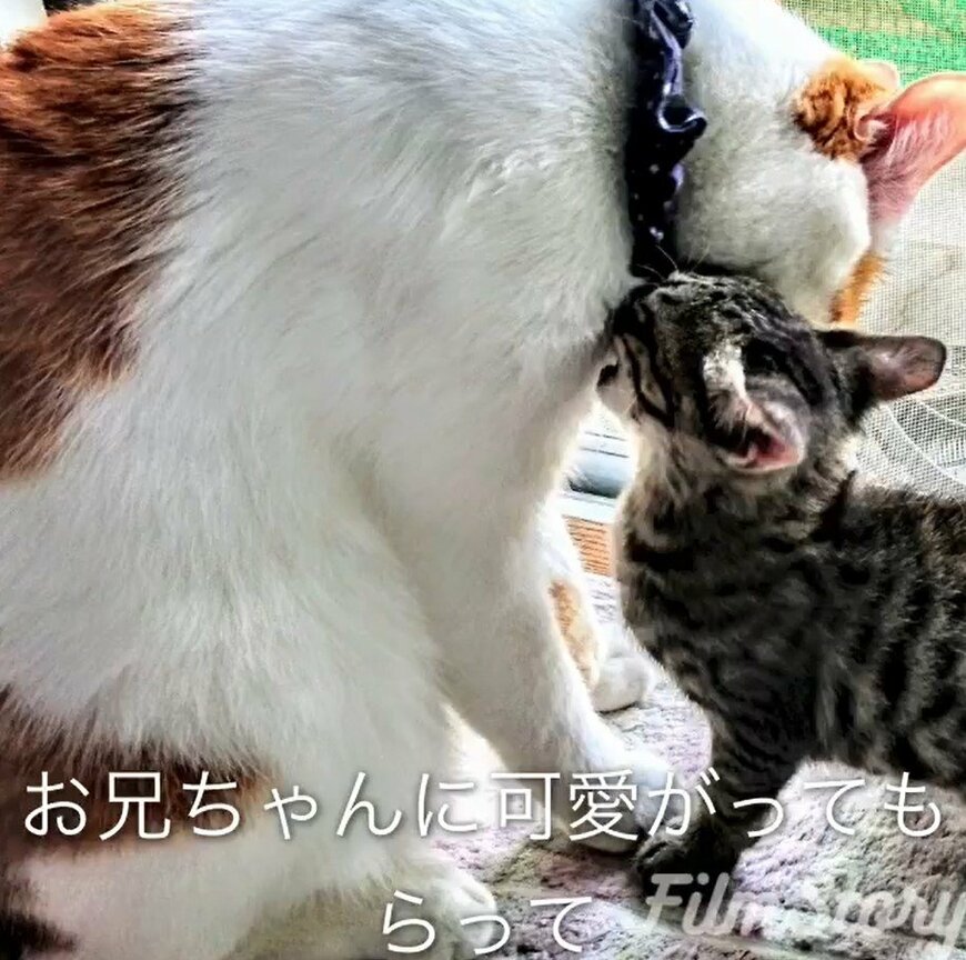 大きい猫と小さい猫