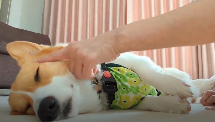 投稿動画のワンシーン