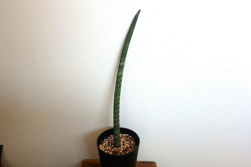 サンセベリア スタッキー 植え付け時