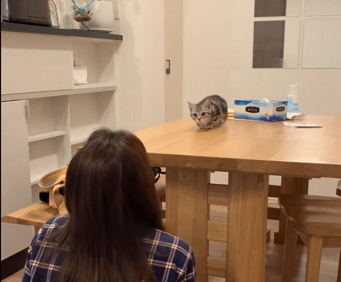 だるまさんがころんだの子猫