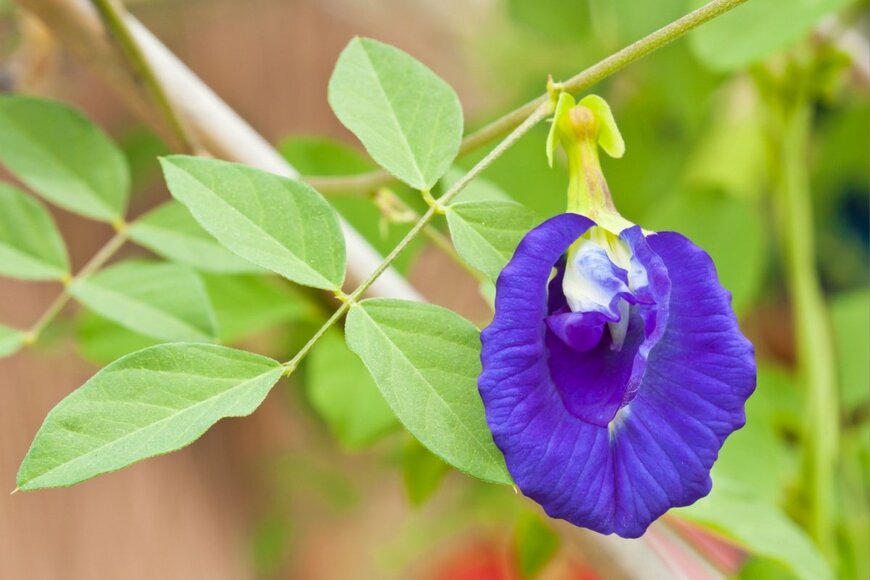 バタフライピーの花が咲いている