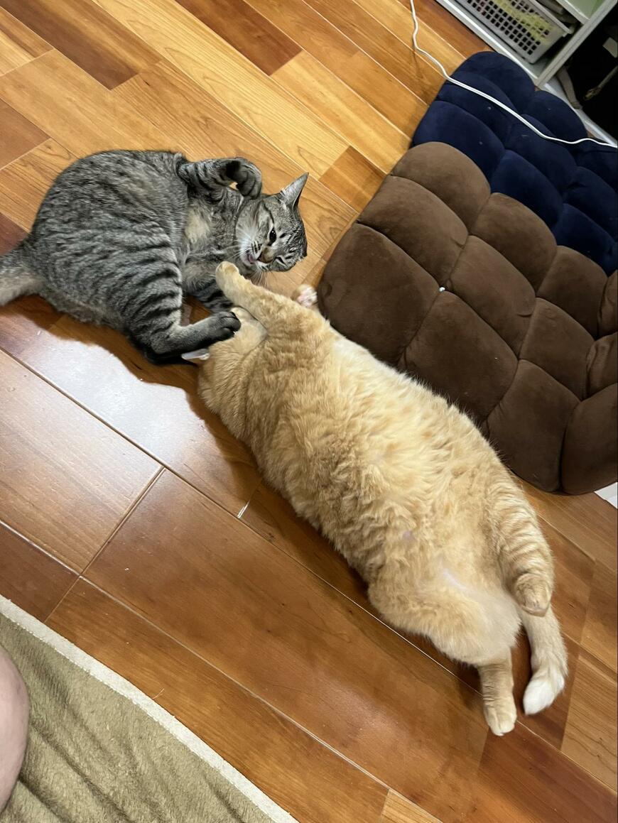 2匹の猫