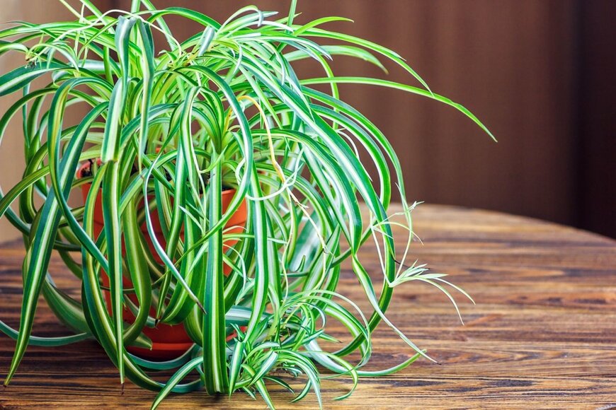 細長い緑の葉がカールするように鉢植えからこぼれている。観葉植物オリヅルラン。