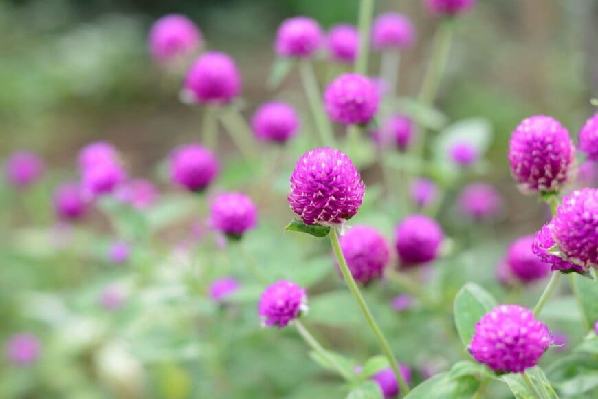 紫のセンニチコウの花々