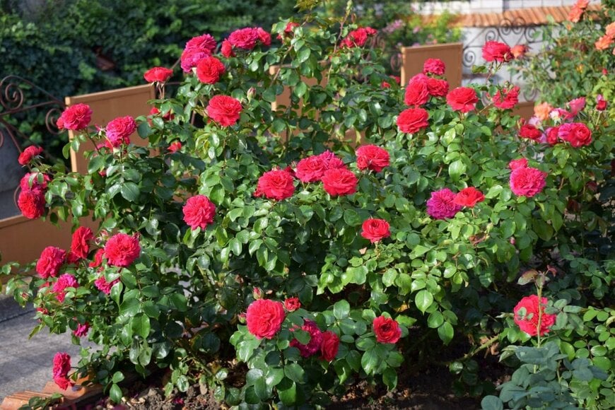 赤い花を咲かせている、レッド・ レオナルド・ ダ・ ヴィンチ