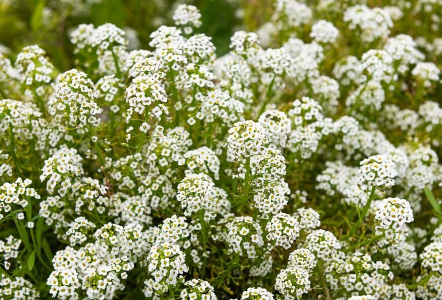 白い花を咲かせている、スイートアリッサム