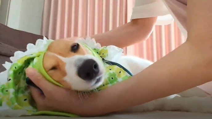 投稿動画のワンシーン