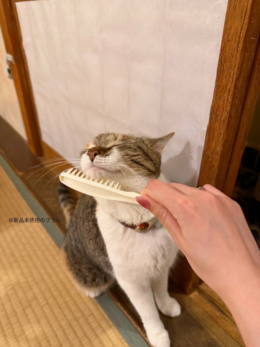 人懐っこい猫ちゃん