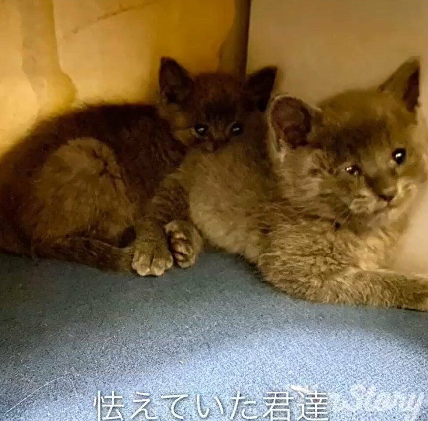 2匹の保護猫