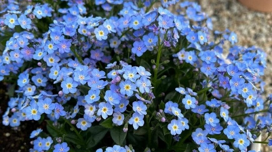 出所：PROVEN WINNERS（R）　ミオソティス ミオマルク（勿忘草）