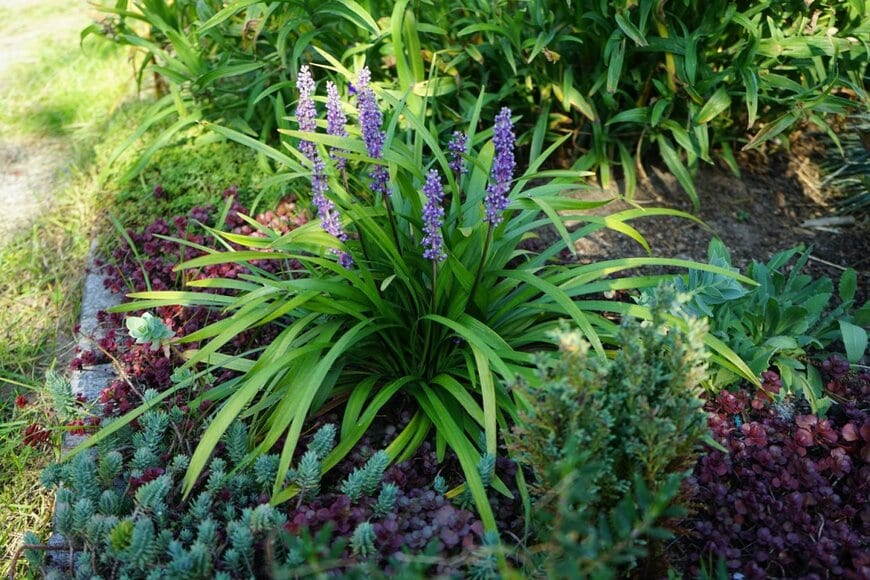日陰の庭に咲くリリオペの花