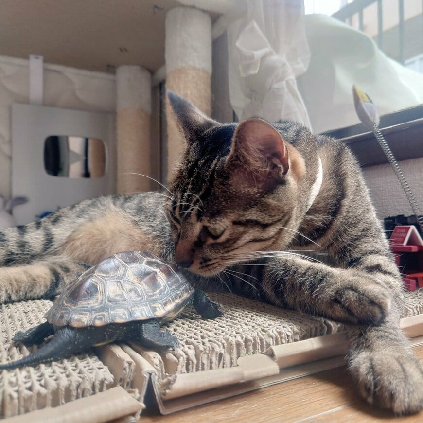 亀と猫