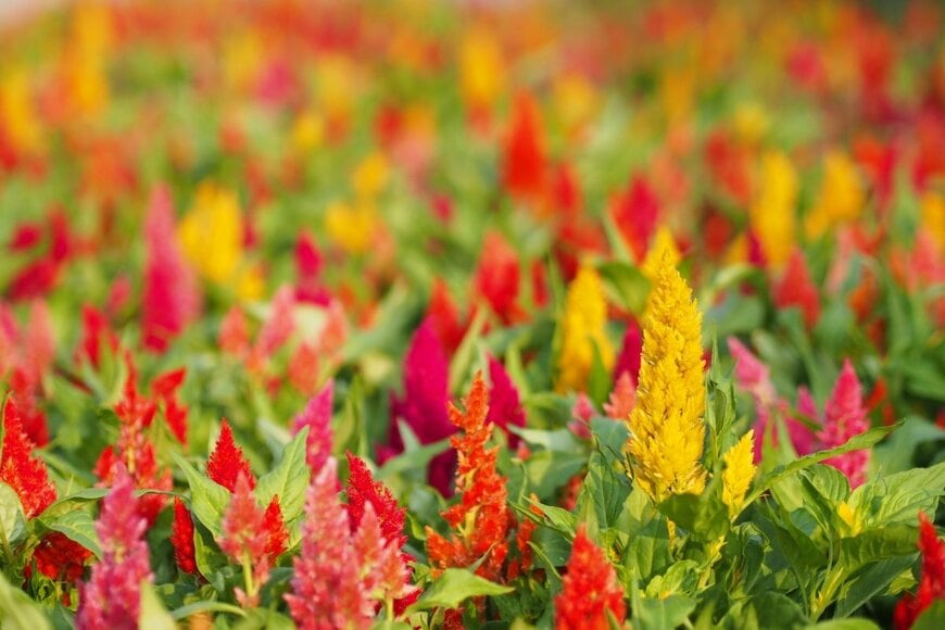 赤、黄色、濃いピンクなど、暖色系の花を咲かせている、ケイトウ