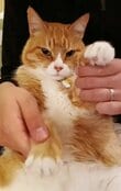 【感情が行方不明な元保護猫】寒さに負けない元気を届ける応援ダンス動画に「目力光線で頑張れそう」