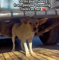 過酷な目に遭っていた犬　保護団体に救助され…徐々に人に心を開いていく「変化」に心を動かされる