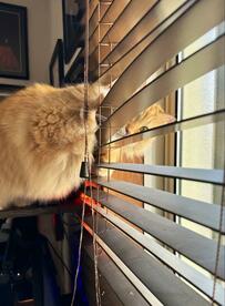 構ってもらえない猫さん　まさかのアピールが特殊すぎて笑っちゃう