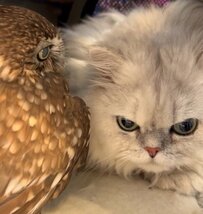 【くっつくフクロウ】「私がついてるで」緊張する猫に寄り添う姿が「尊すぎる」「ジーンとしちゃう」