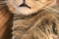 パパへの視線が反抗期な猫さんが話題「中二男子」「大好き」の声