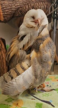 【羽繕いするフクロウ】首をぐるんと回して羽をお手入れ！一生懸命な様子と表情がかわいい