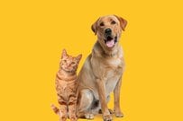 OPPO A79 5GとOPPO Reno9 Aの違いは？価格やスペックを徹底比較！どっちがおすすめか