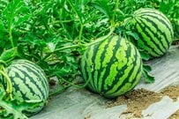 近所のおじいちゃん「スイカ玄関に置いとくよ」見に行くと…まさかの光景に驚き