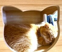 「いけるかしら…？」猫が「型抜きチャレンジ」に挑戦した結果→完璧なハマり具合に笑ってしまう