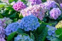 65歳以上《無職世帯 vs 勤労世帯》平均貯蓄額はどう変わる？60歳～75歳以上《世帯主の年齢別》2人以上世帯「無職世帯」の割合は？