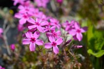 【多年草ガーデニング】春のお庭は「ピンク」がいいね！大人カワイイ多年草おススメ7選